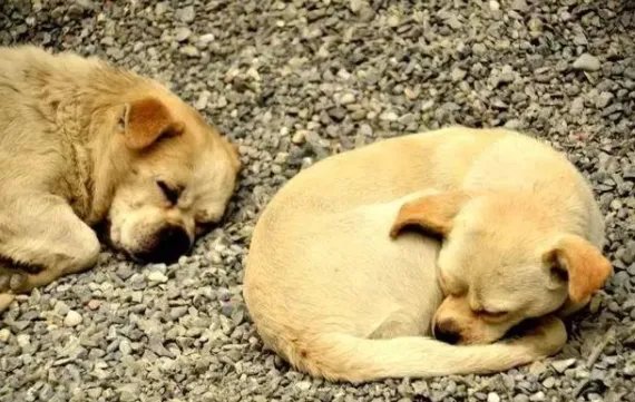 殴打流浪狗的老师和保安被停职,学校里出现流浪狗如何处理